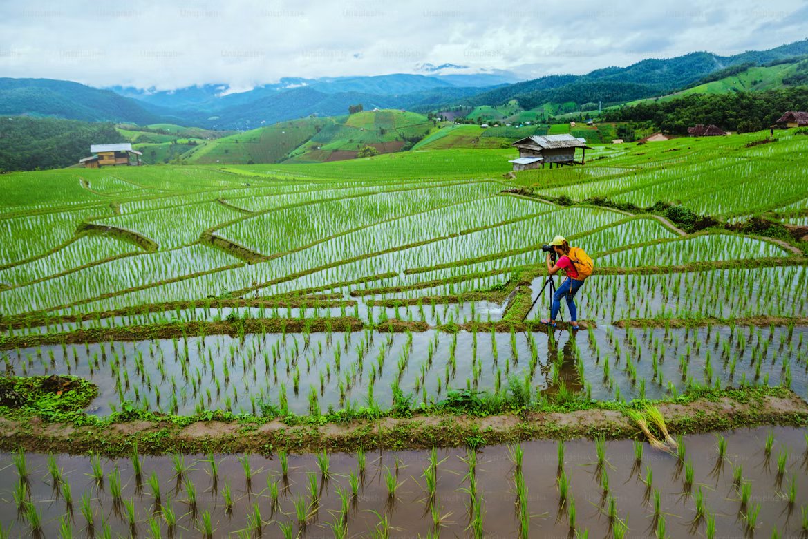 Rice fields, Siam Valley Grain Export
